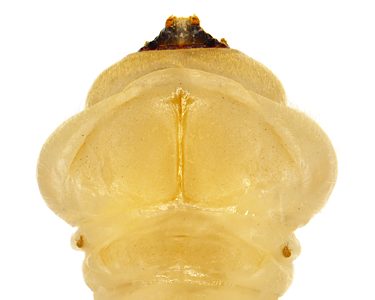 Microcastalia globithorax, PL4188, larva, from Leptomeria aphylla (PJL 3312), ventral, SE